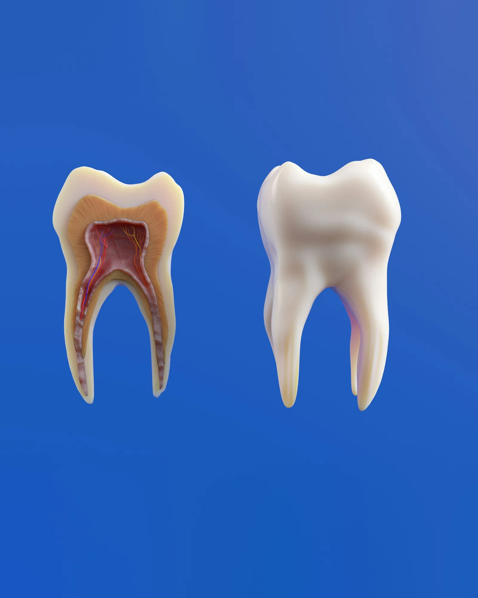 A molar cut open to show the pulp and root canals, beside a whole molar